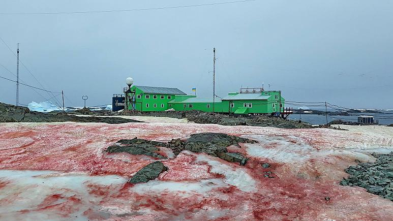 南极出现西瓜雪 科学家表示这不浪漫还可能很危险