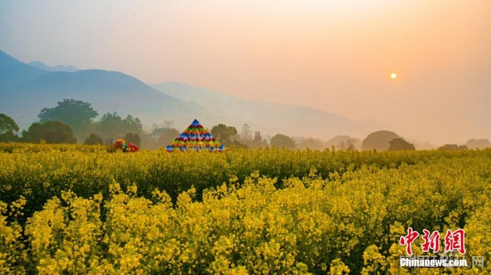 近日，江西吉安万安县宝山乡的高山油菜花海竞相绽放，吸引众多游客踏青赏花。李小明 摄