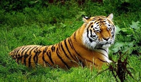 普京放生虎仔已适应野外环境 能够独立觅食