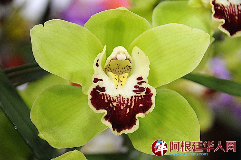 9奇特的花蕊.JPG