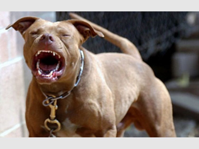 perros.jpg