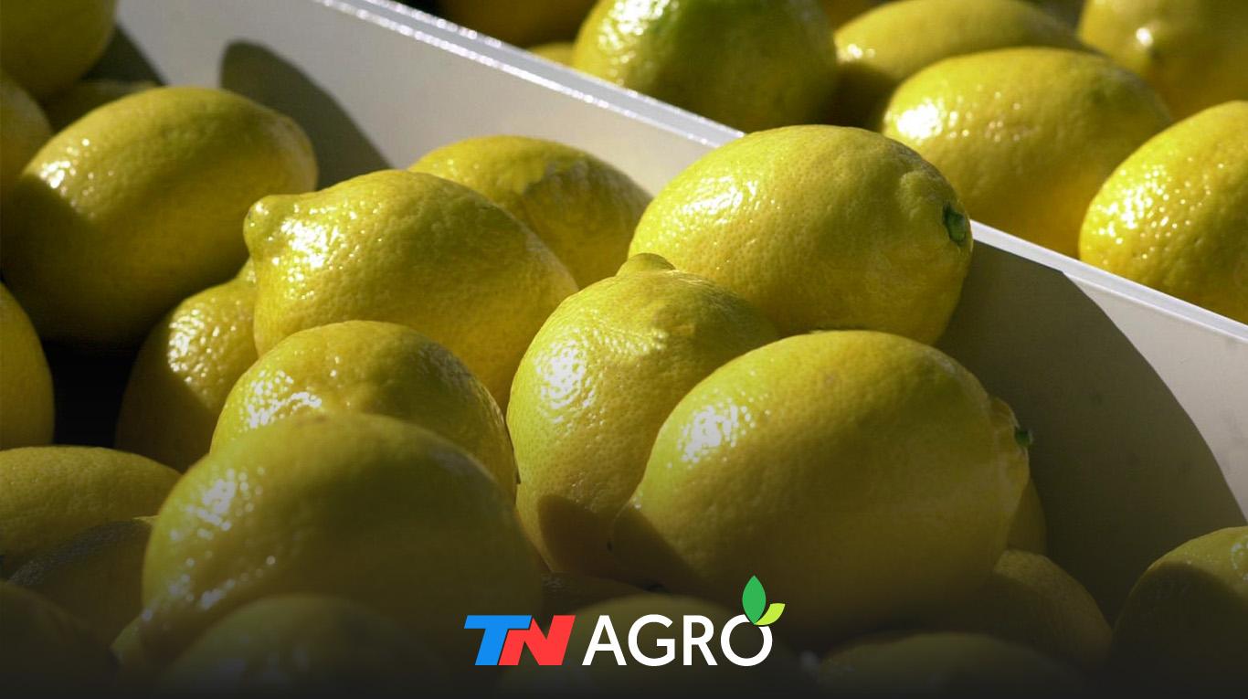 limones-dyn.jpg