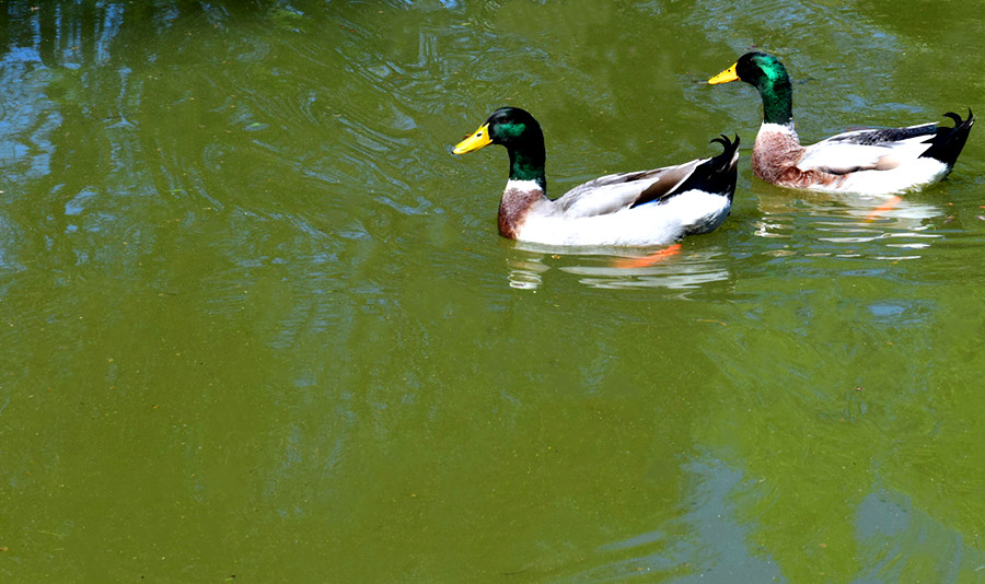 DSC_1300.jpg