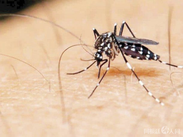 mosquito-dengue