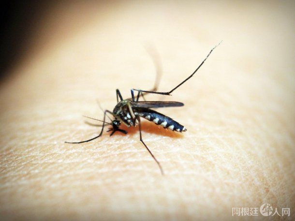 mosquitos