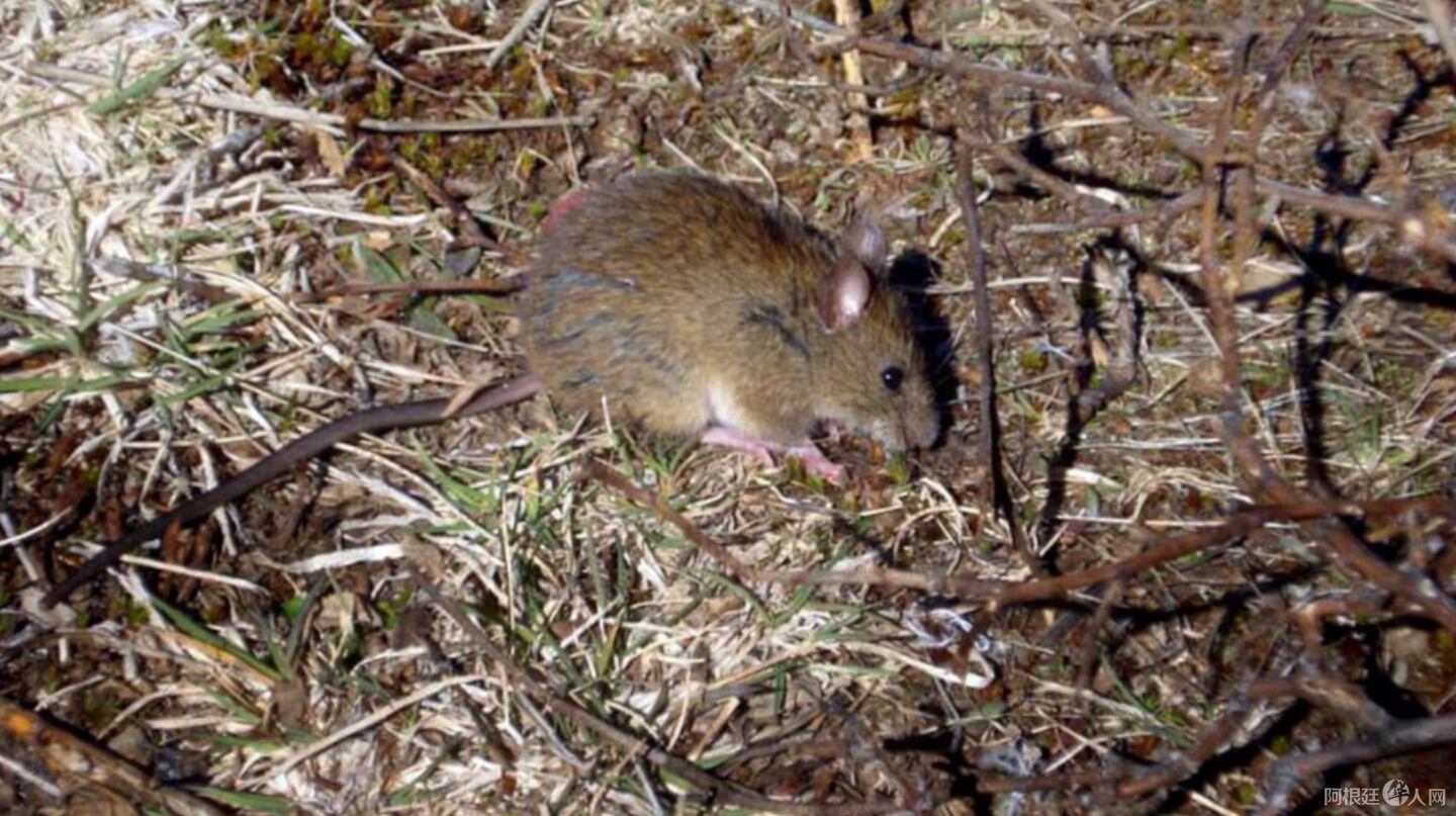 alerta-por-hantavirus-se-confirmo-un-caso-en-bariloche-foto-gentileza-conicet-QMWHCRMTTRF3JFVCC4VLSTP36I